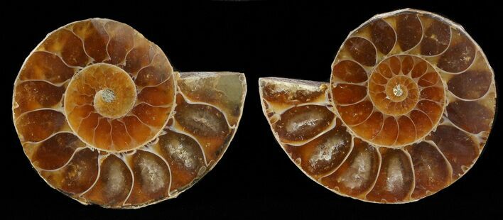 Small Desmoceras Ammonite Pair - #49830